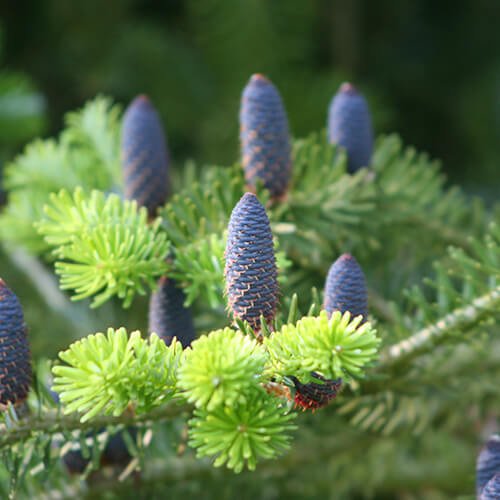 Abies koreana conifer